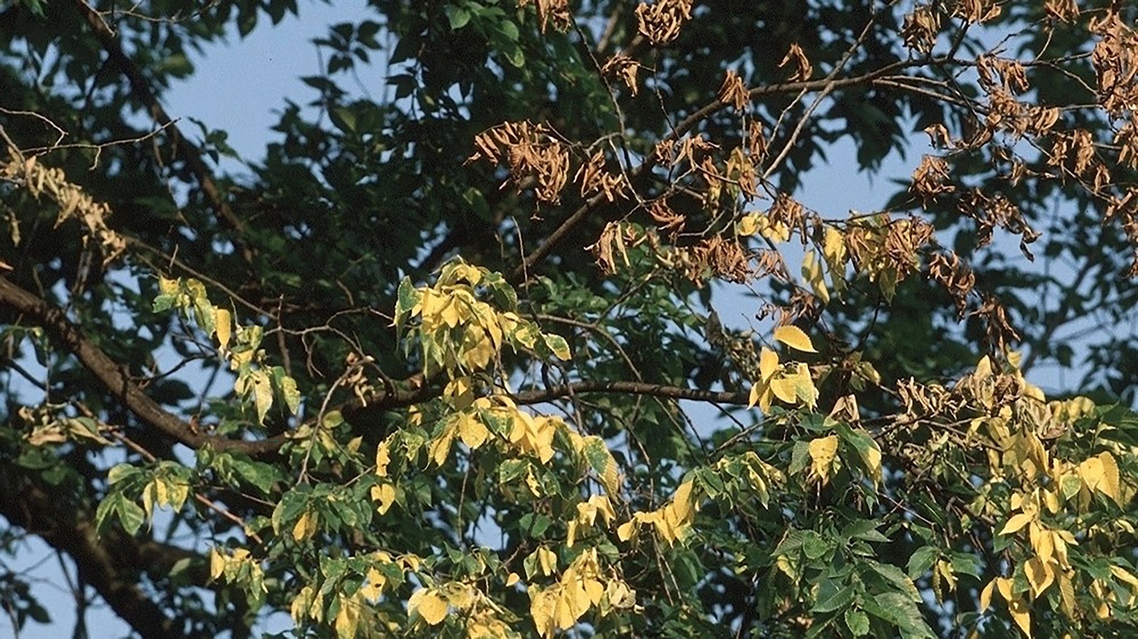 An elm canopy against blue sky with patches of yellow and brown wilted leaves, an early sign of Dutch elm disease